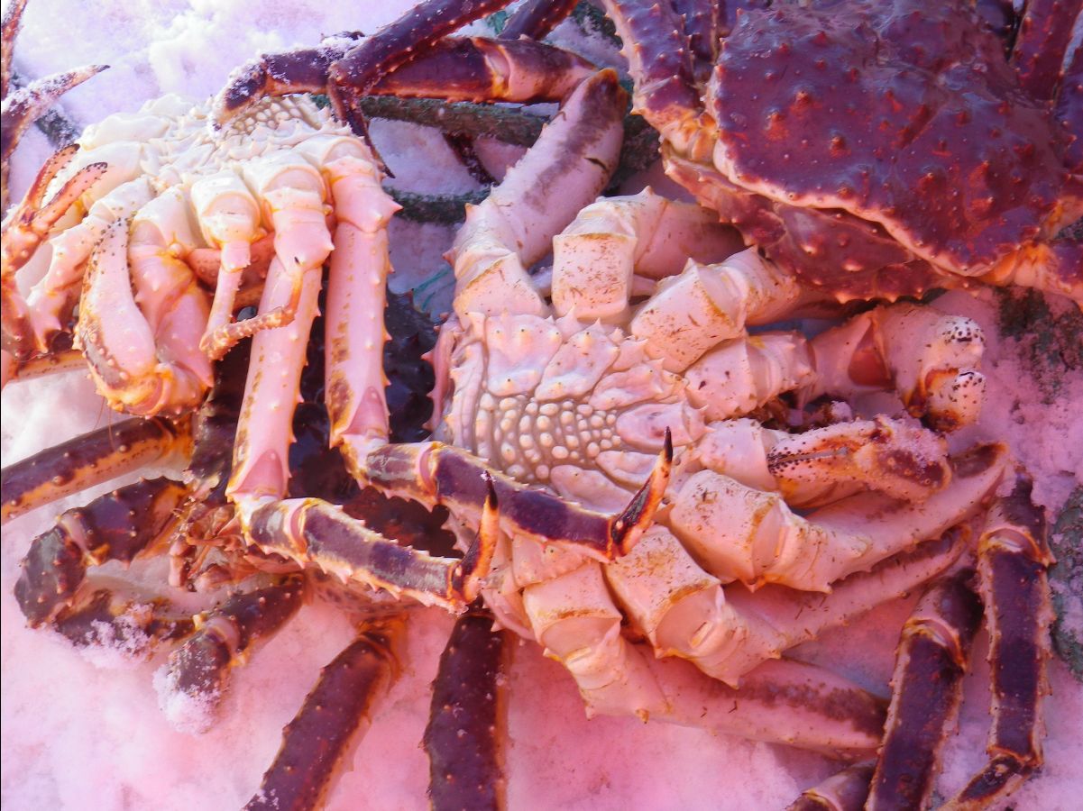 King Crab032